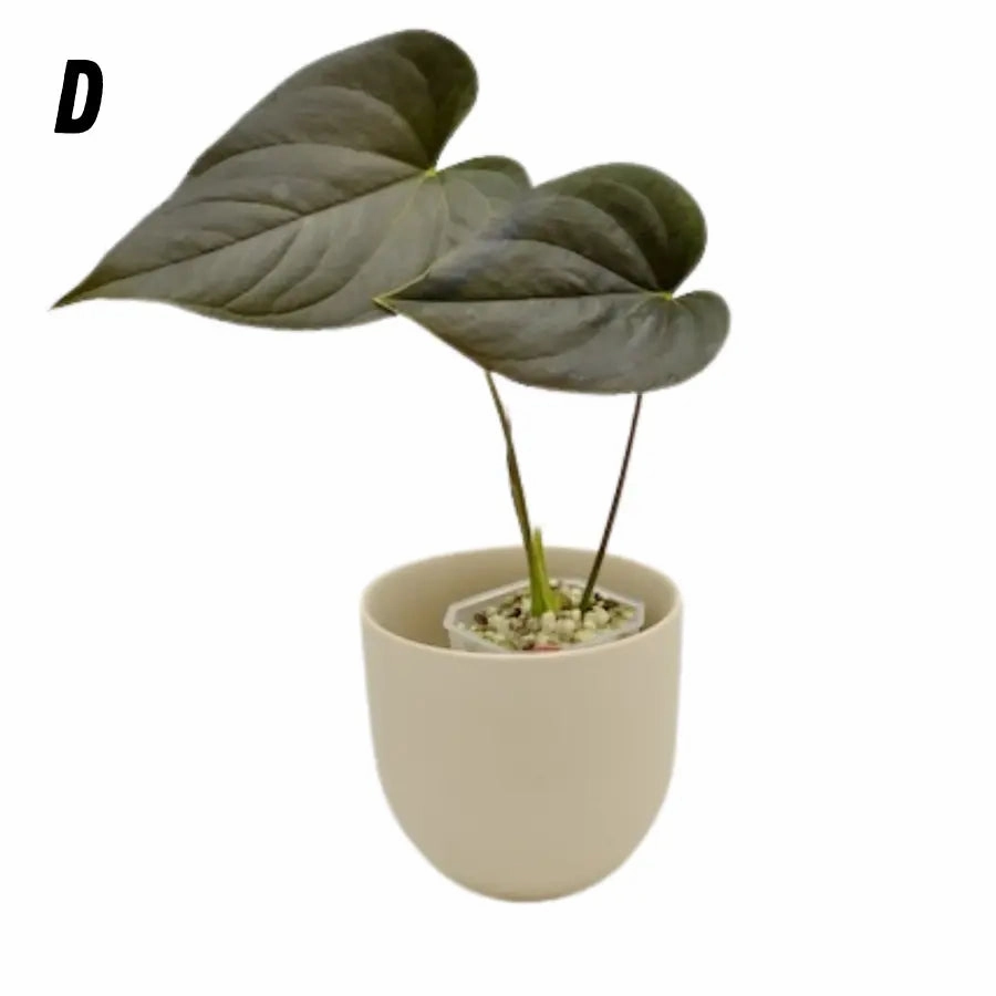 Anthurium Moodeanum