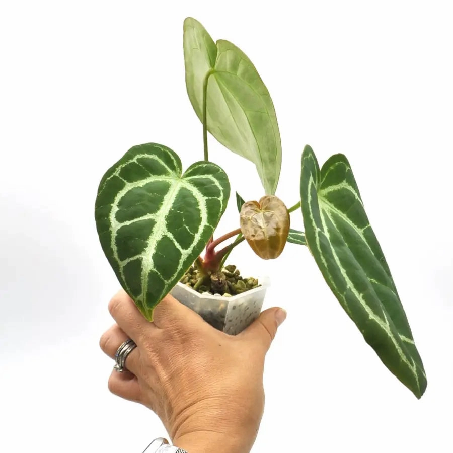 Anthurium NoID x Wild Crystallinum