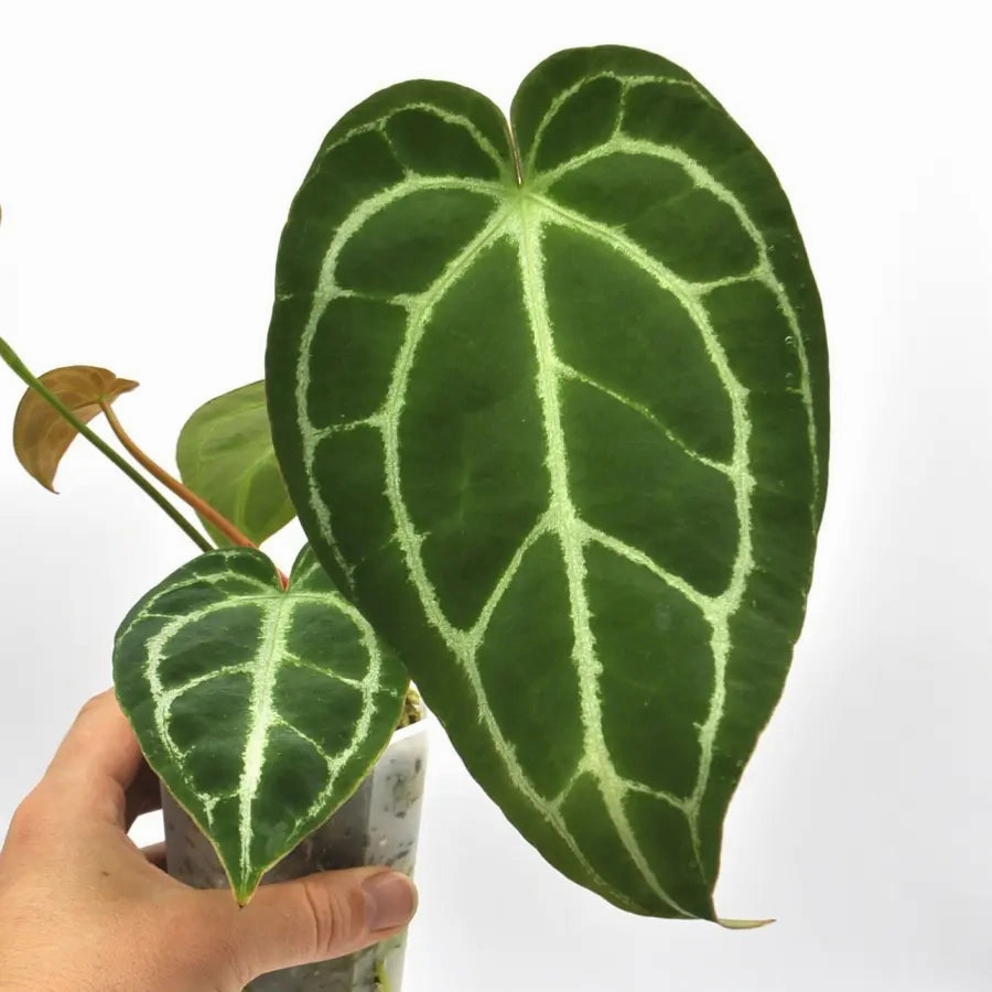 Anthurium NoID x Wild Crystallinum