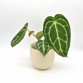 Anthurium NoID x Wild Crystallinum large flower pot  