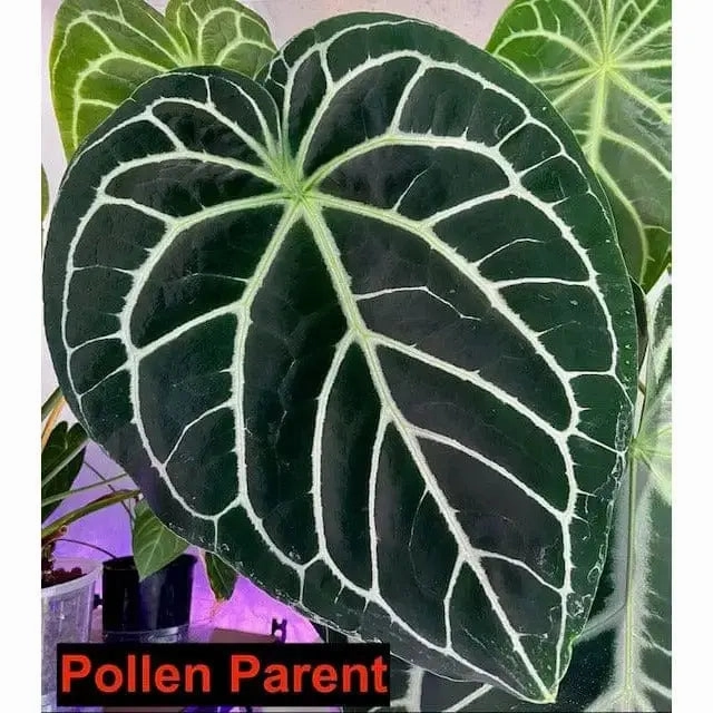 Anthurium NoID x Wild Crystallinum