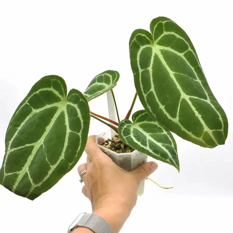 Anthurium NoID x Wild Crystallinum