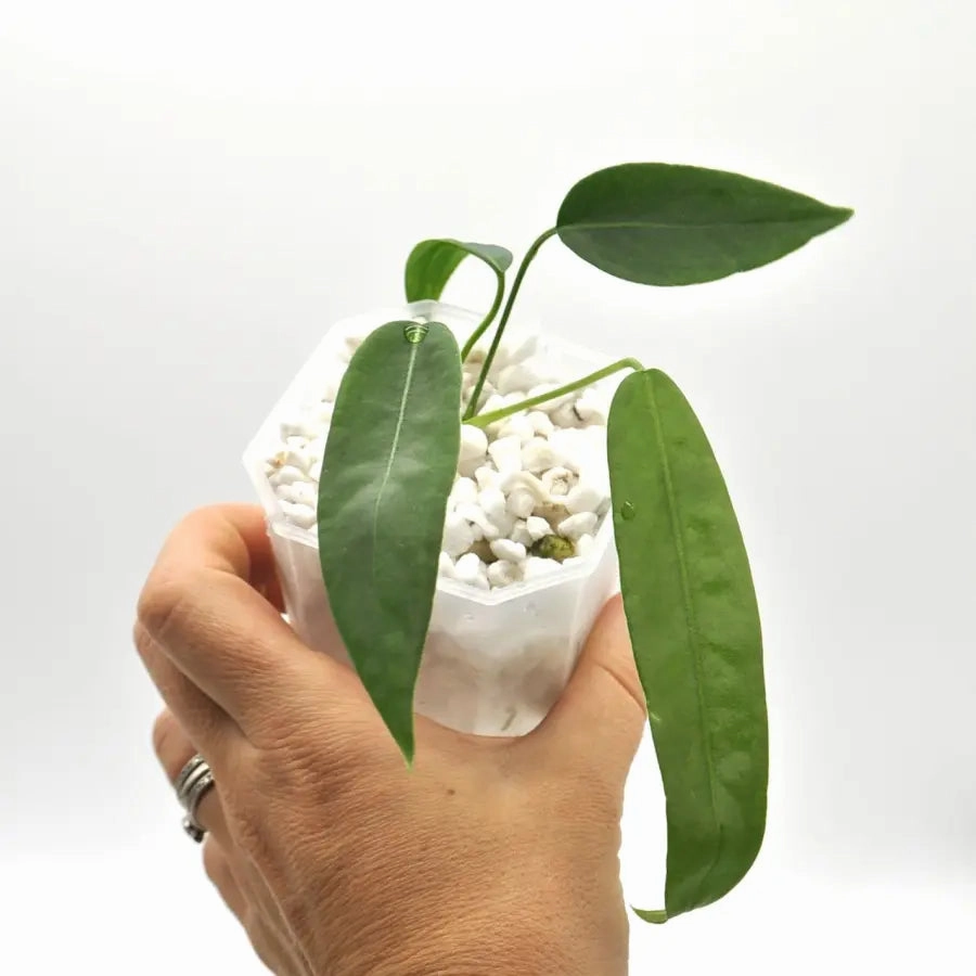 Anthurium Pallidiflorum