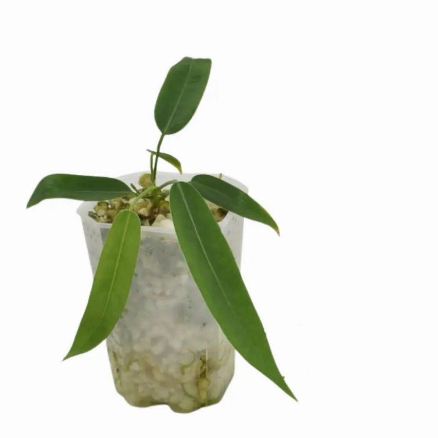 Anthurium Pallidiflorum