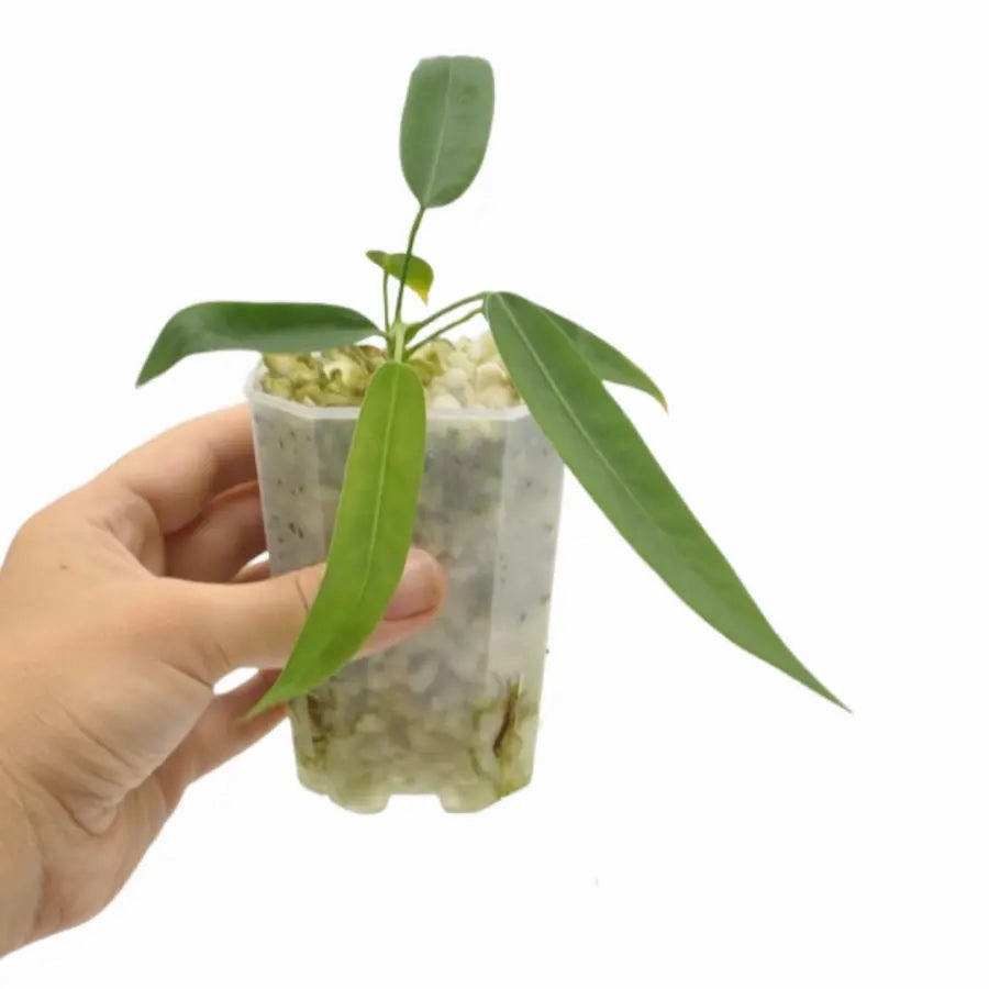 Anthurium Pallidiflorum