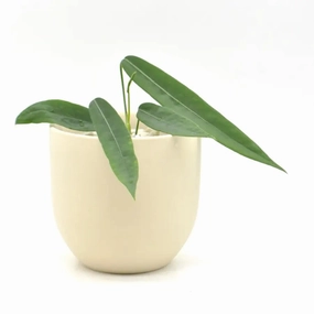 Anthurium Pallidiflorum large flower pot  