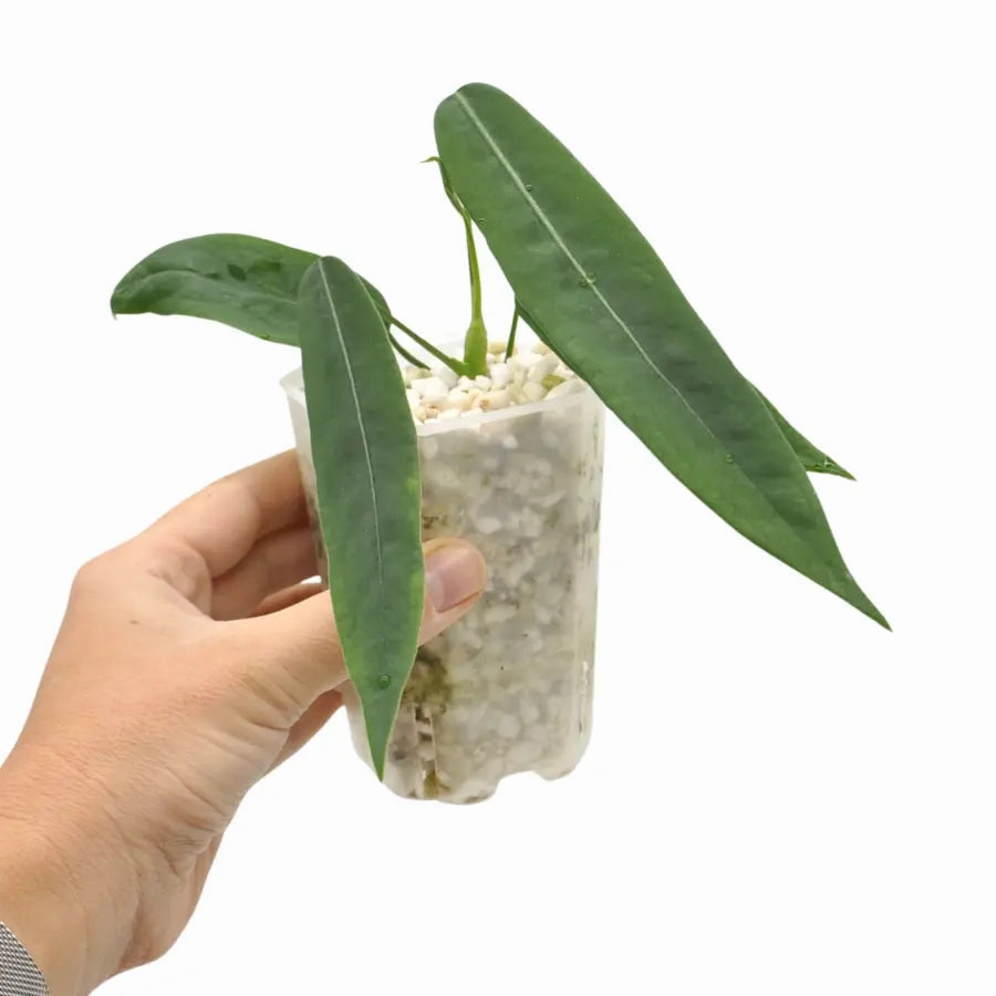 Anthurium Pallidiflorum