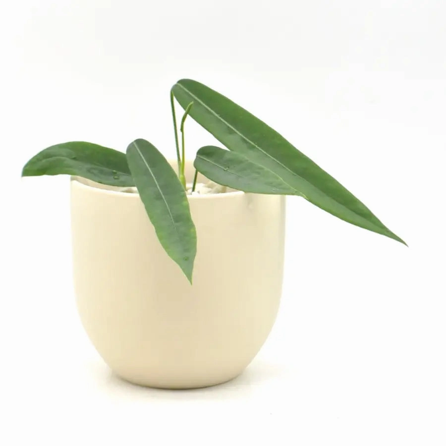 Anthurium Pallidiflorum large flower pot  