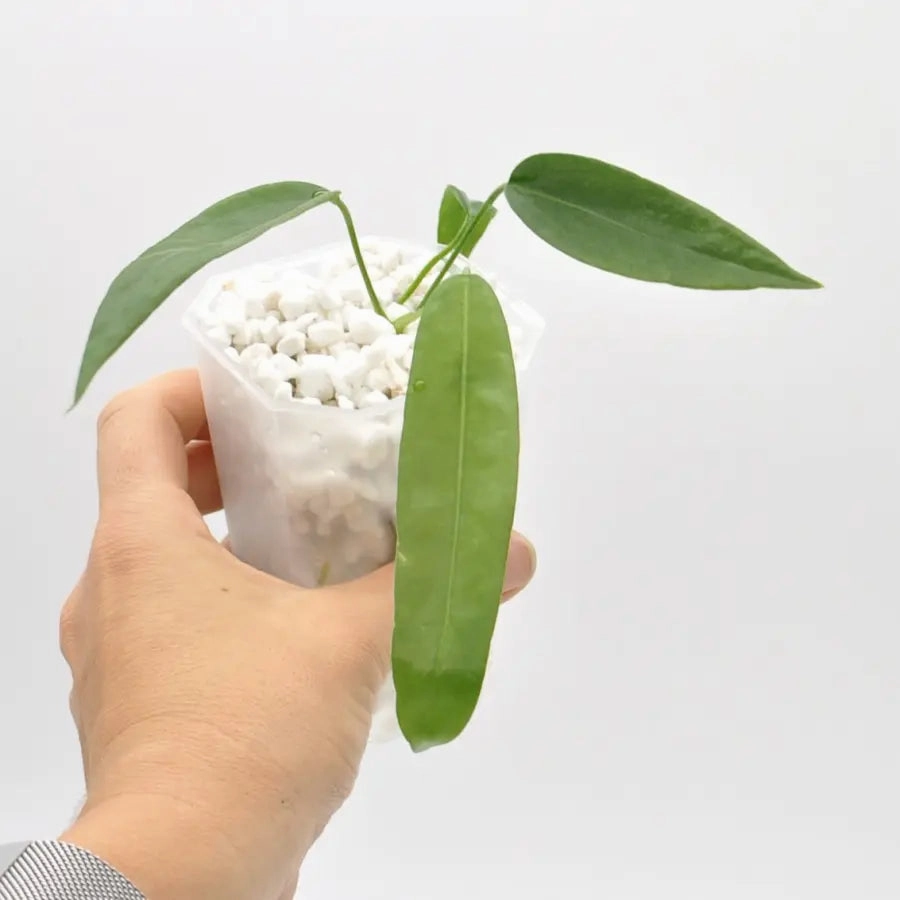 Anthurium Pallidiflorum