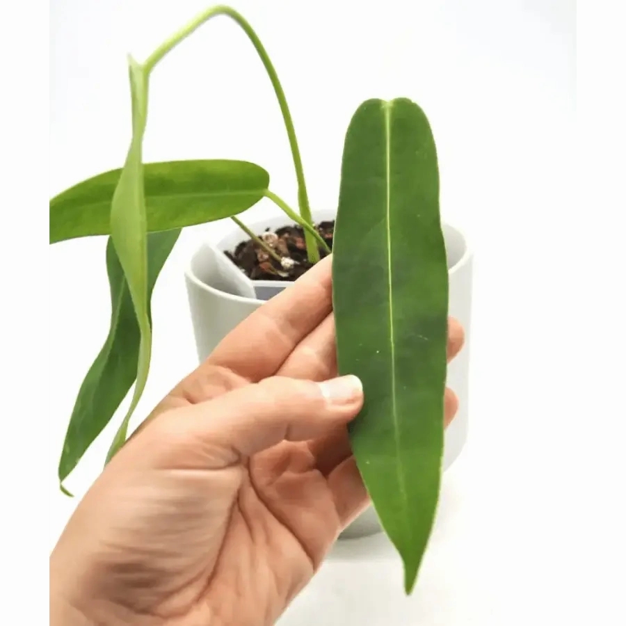 Anthurium panamense