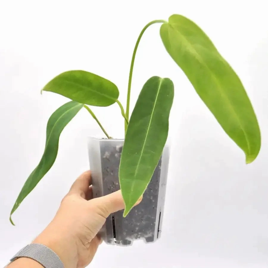 Anthurium panamense