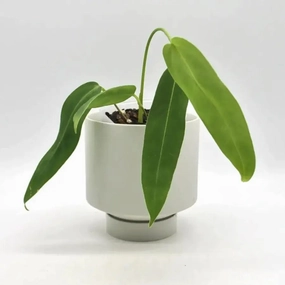 Anthurium panamense large flower pot  