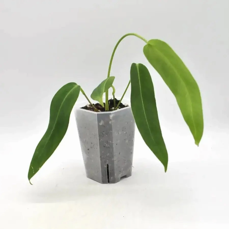 Anthurium panamense