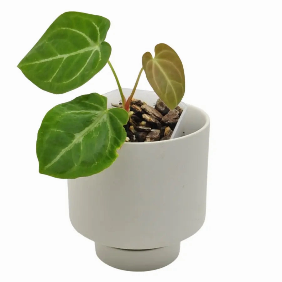 Anthurium papillilaminum hybrid large flower pot  