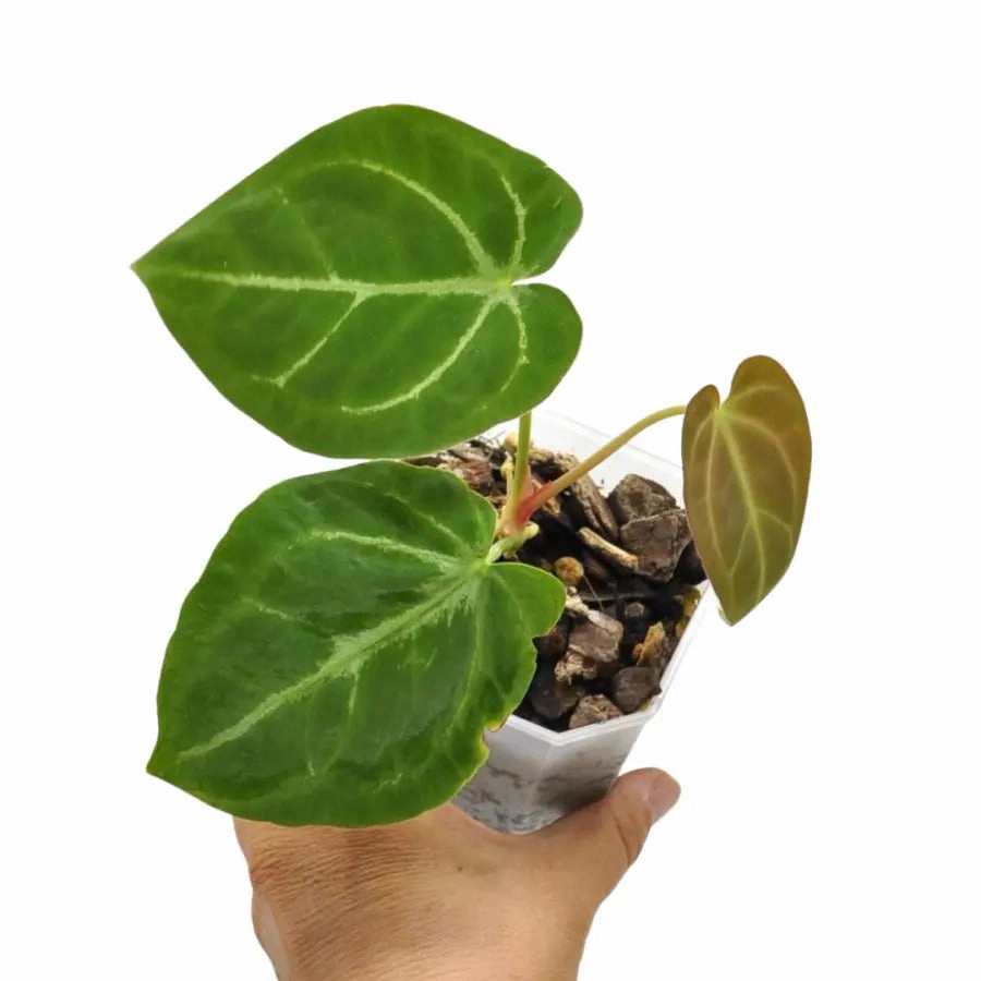 Anthurium papillilaminum hybrid