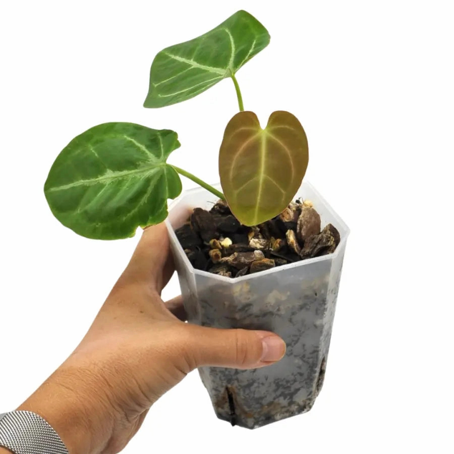 Anthurium papillilaminum hybrid