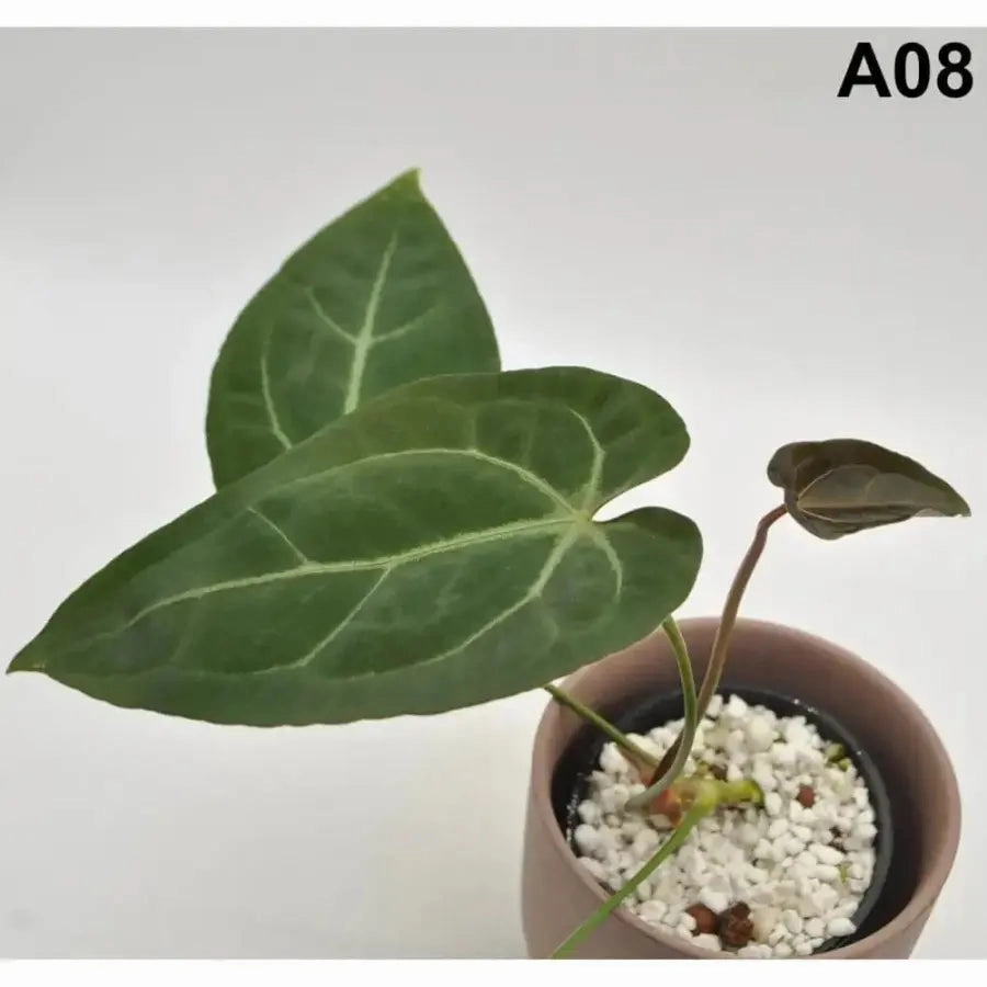 Anthurium papillilaminum x