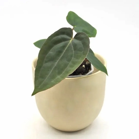Anthurium Papillilaminum x Dressleri large flower pot  
