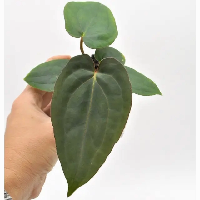 Anthurium Papillilaminum x Dressleri