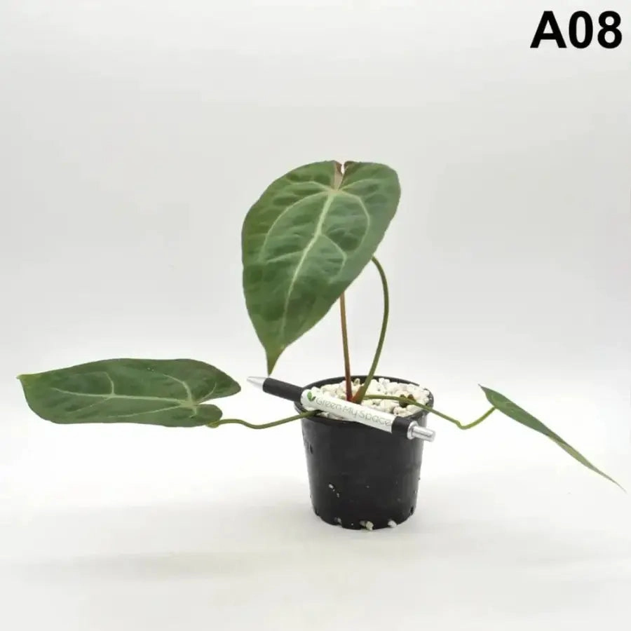Anthurium papillilaminum x