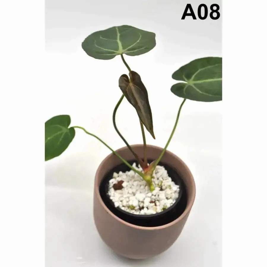 Anthurium papillilaminum x