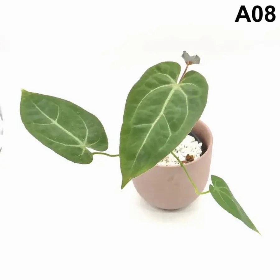 Anthurium papillilaminum x