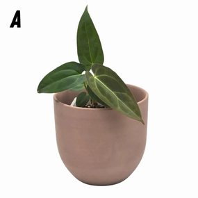 Anthurium papillilaminum x hoffmanii x large flower pot  
