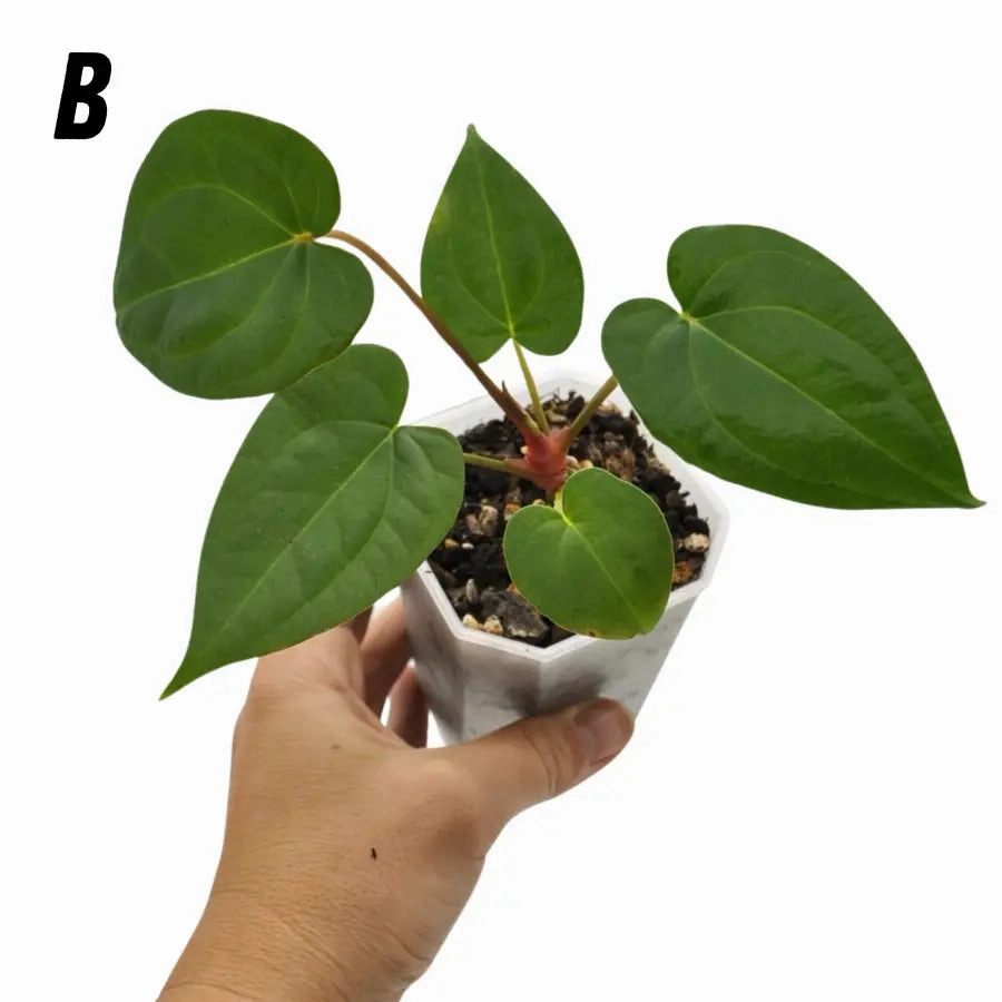 Anthurium papillilaminum x hoffmanii x