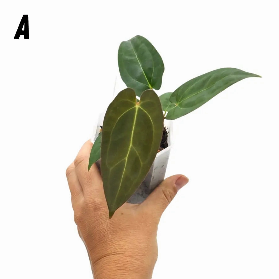 Anthurium papillilaminum x hoffmanii x