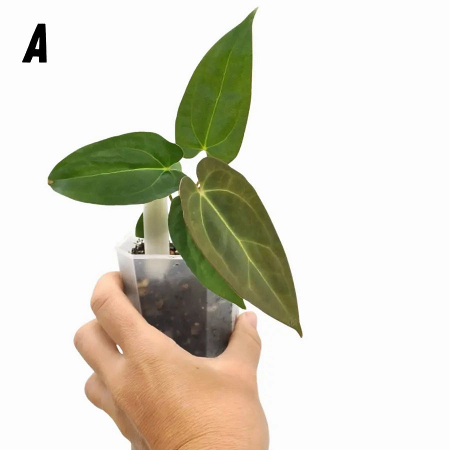 Anthurium papillilaminum x hoffmanii x