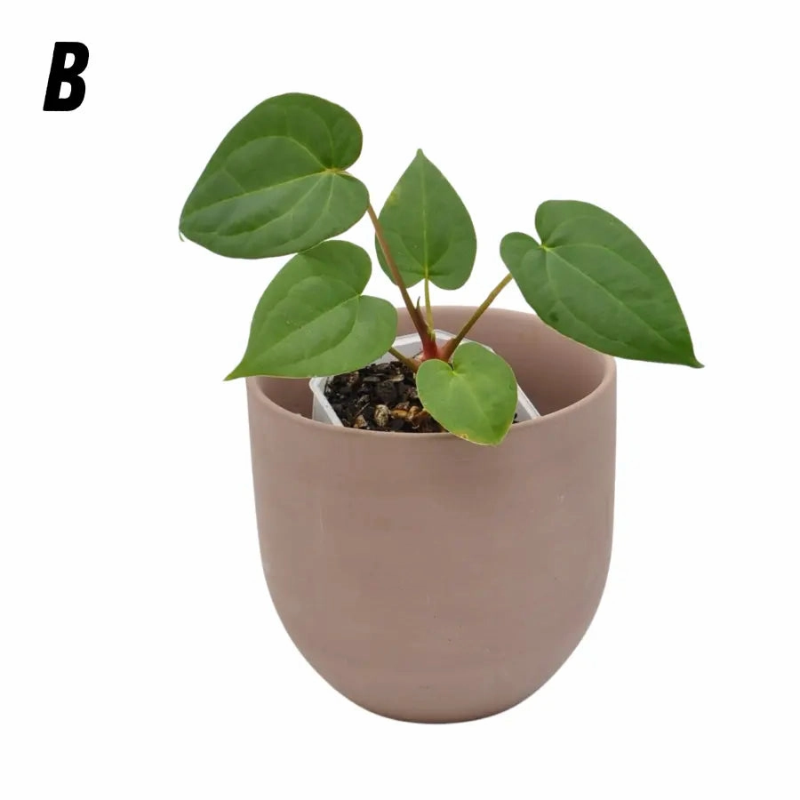 Anthurium papillilaminum x hoffmanii x
