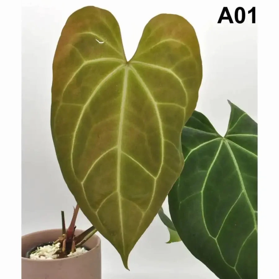 Anthurium papillilaminum x