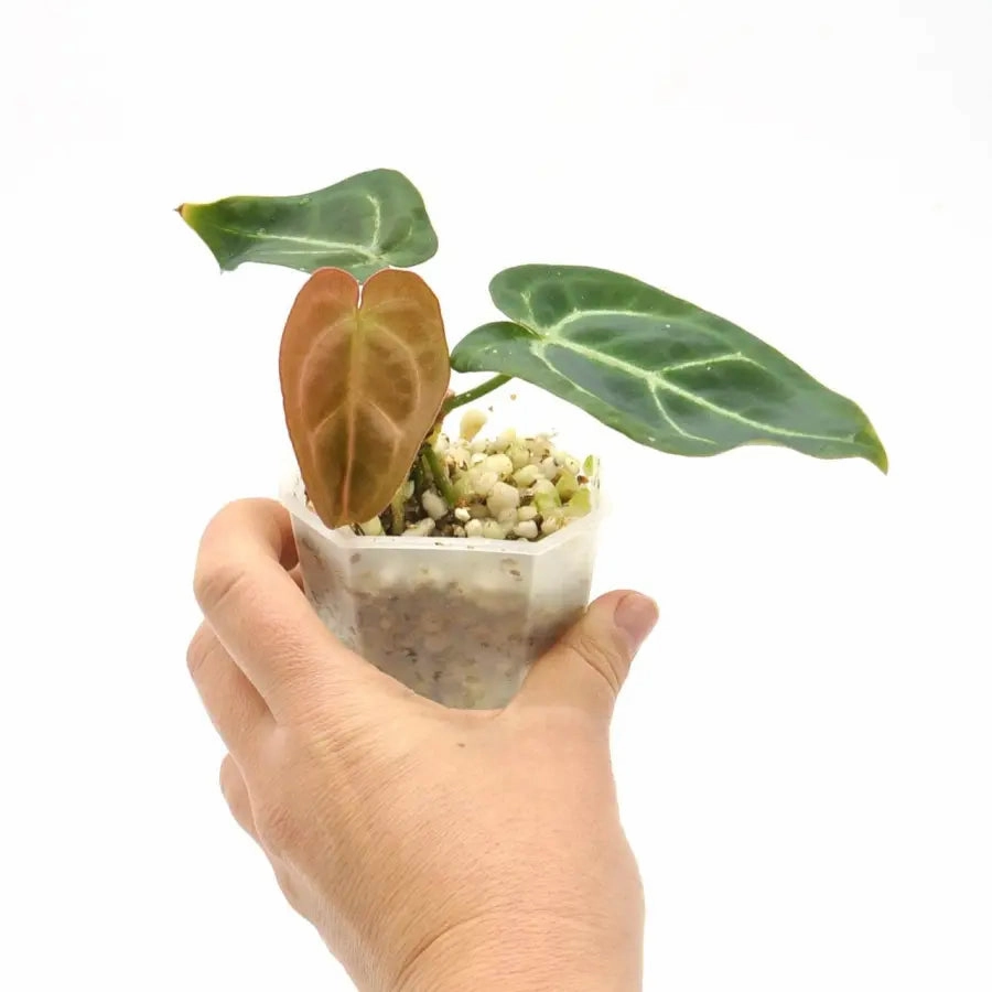 Anthurium papillilaminum x seedling