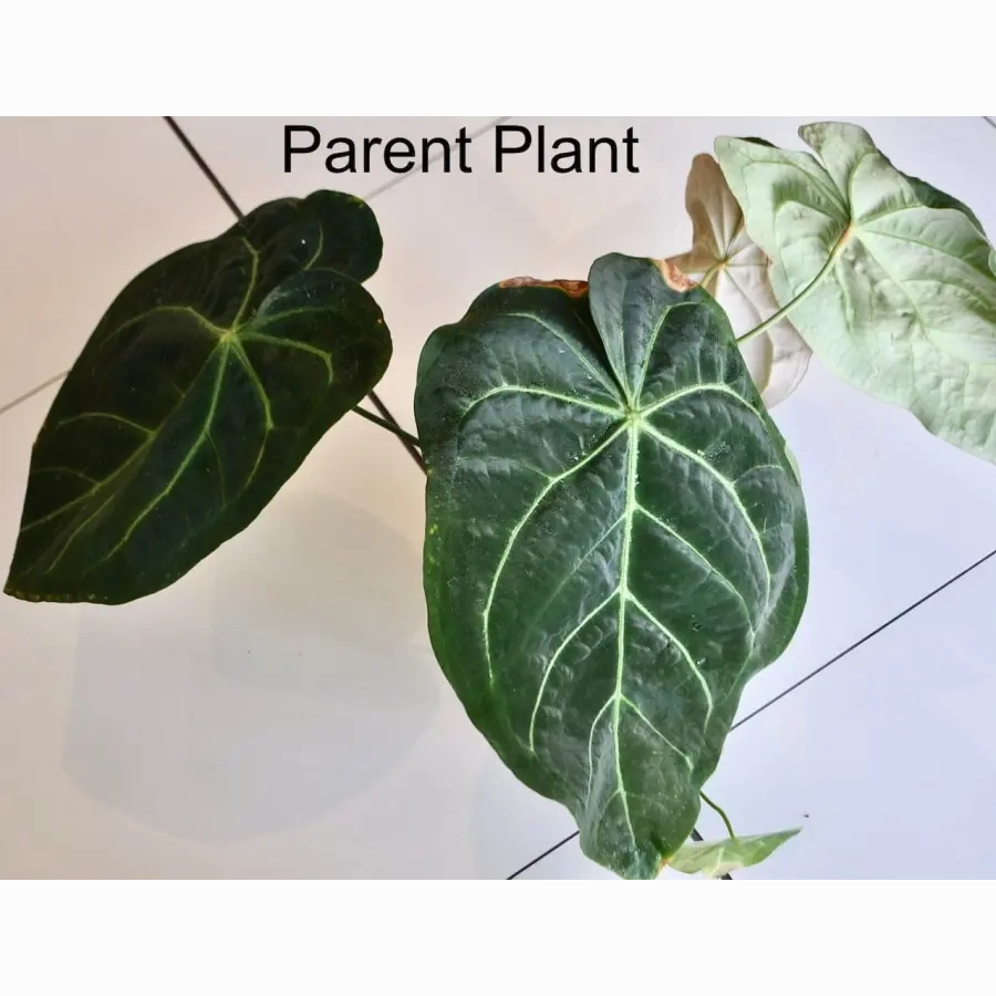 Anthurium papillilaminum x seedling