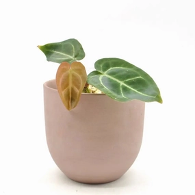 Anthurium papillilaminum x seedling large flower pot  