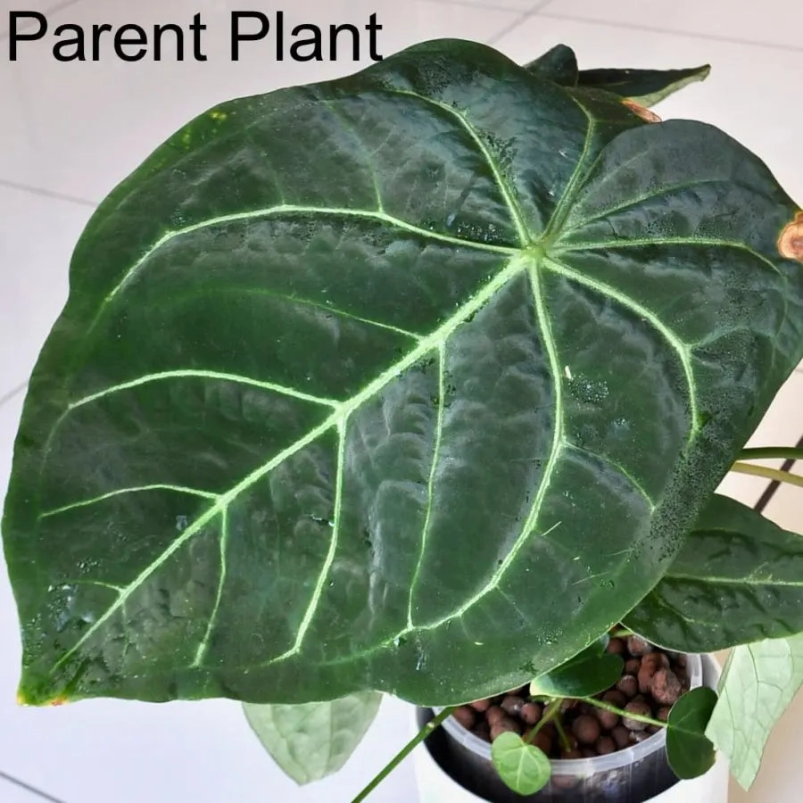 Anthurium papillilaminum x seedling