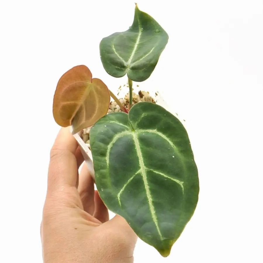 Anthurium papillilaminum x seedling