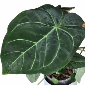 Anthurium papillilaminum x seeds large flower pot  