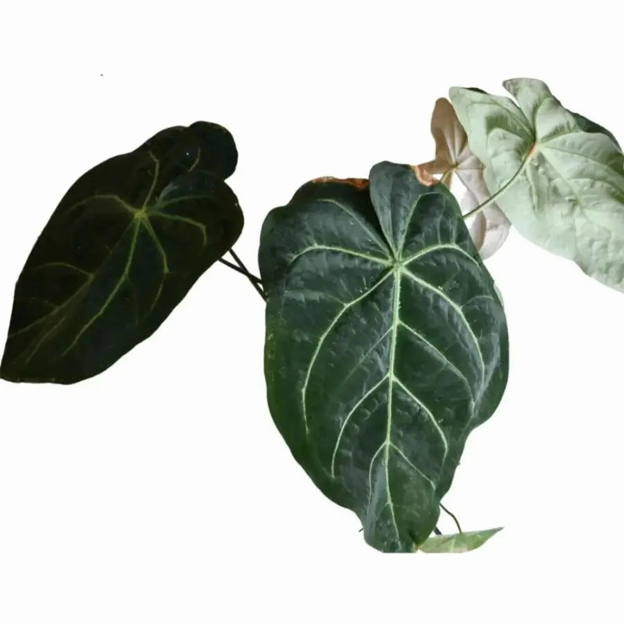 Anthurium papillilaminum x seeds