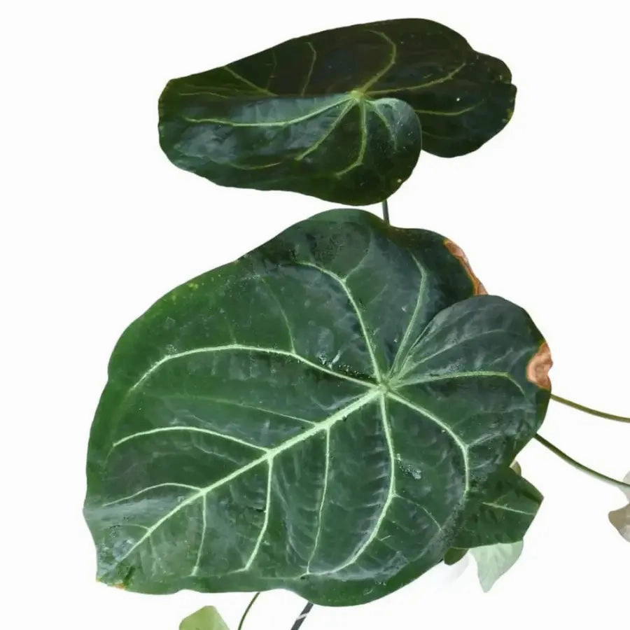 Anthurium papillilaminum x seeds