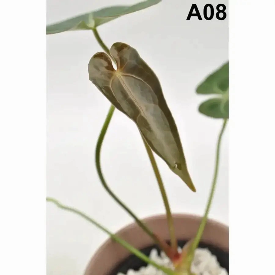 Anthurium papillilaminum x