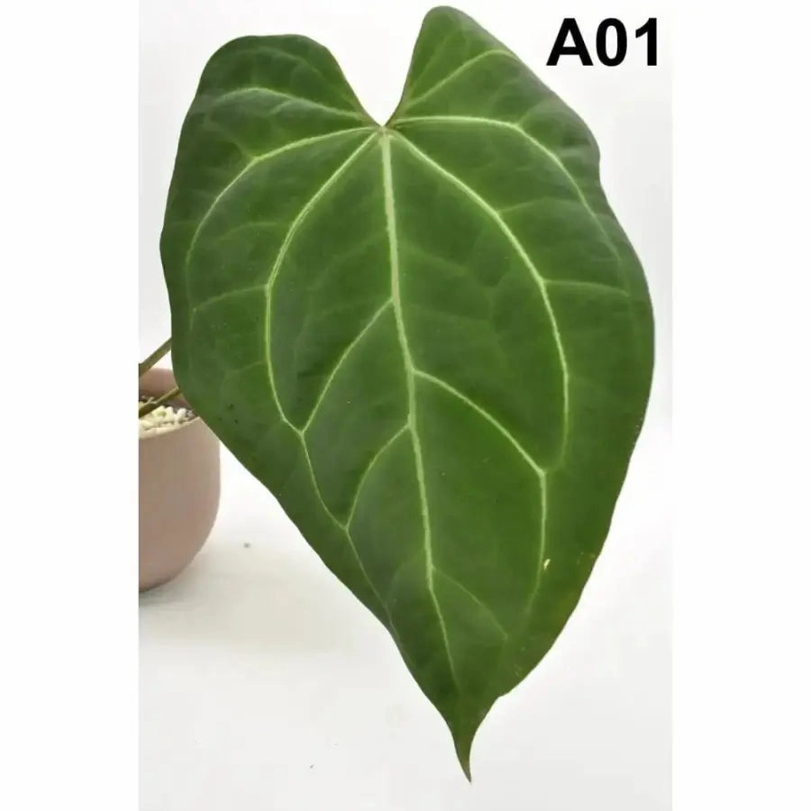 Anthurium papillilaminum x