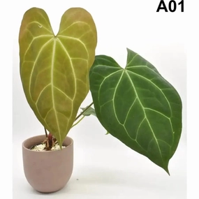 Anthurium papillilaminum x large flower pot  