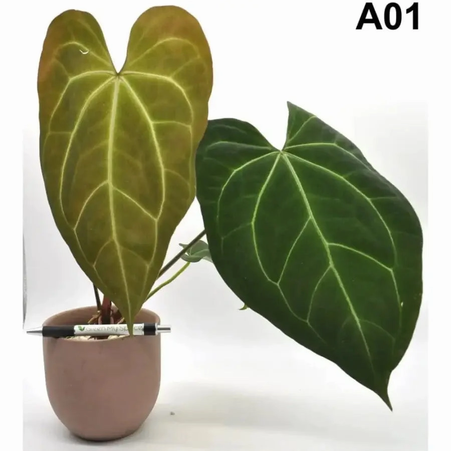 Anthurium papillilaminum x