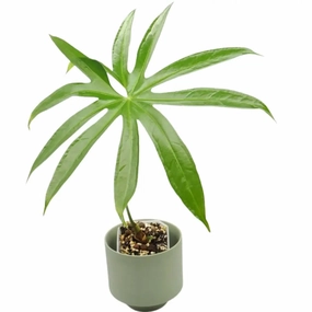 Anthurium Pedatoradiatum large flower pot  