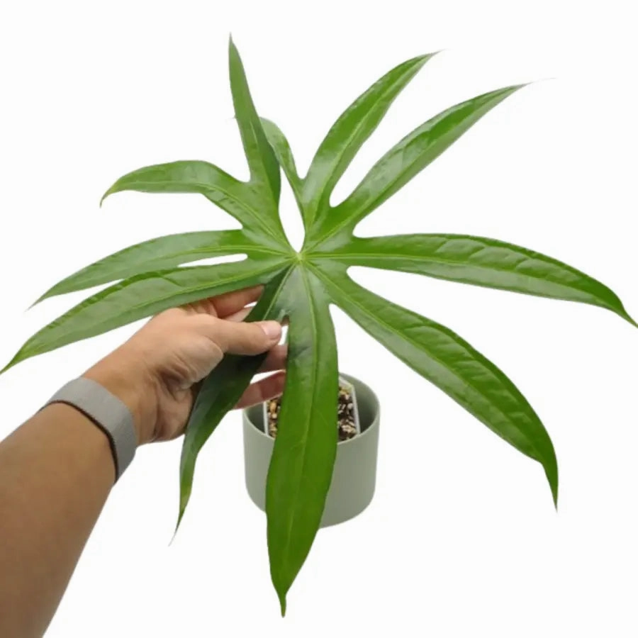 Anthurium Pedatoradiatum