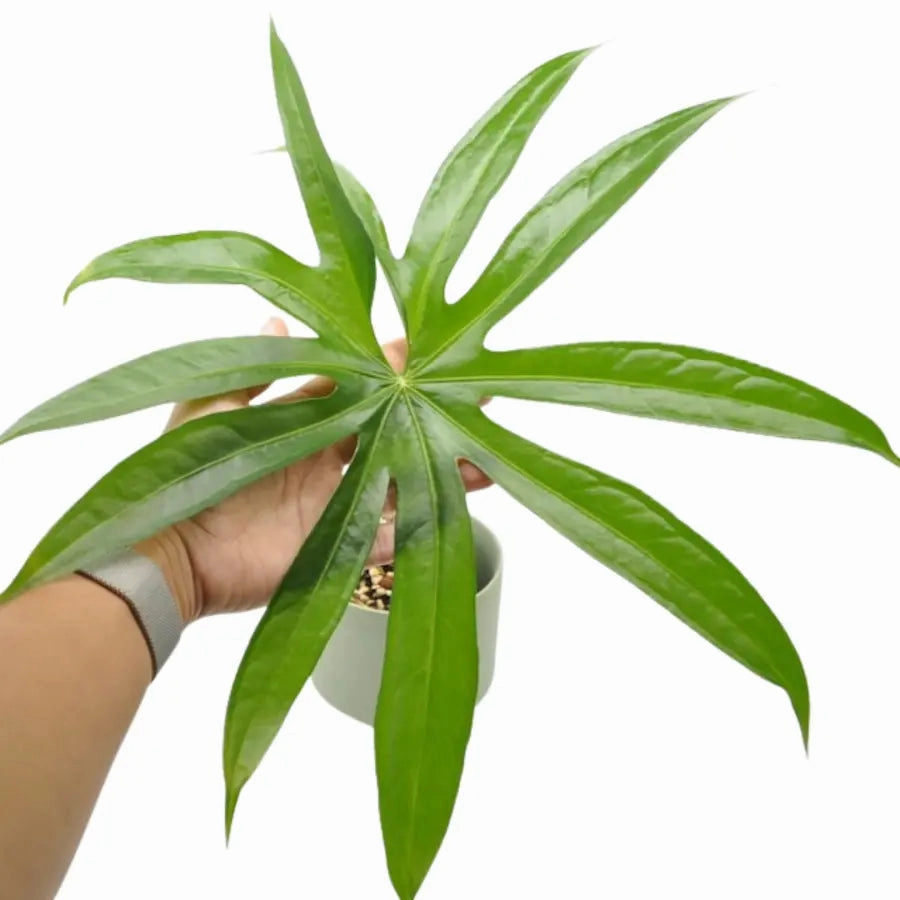 Anthurium Pedatoradiatum