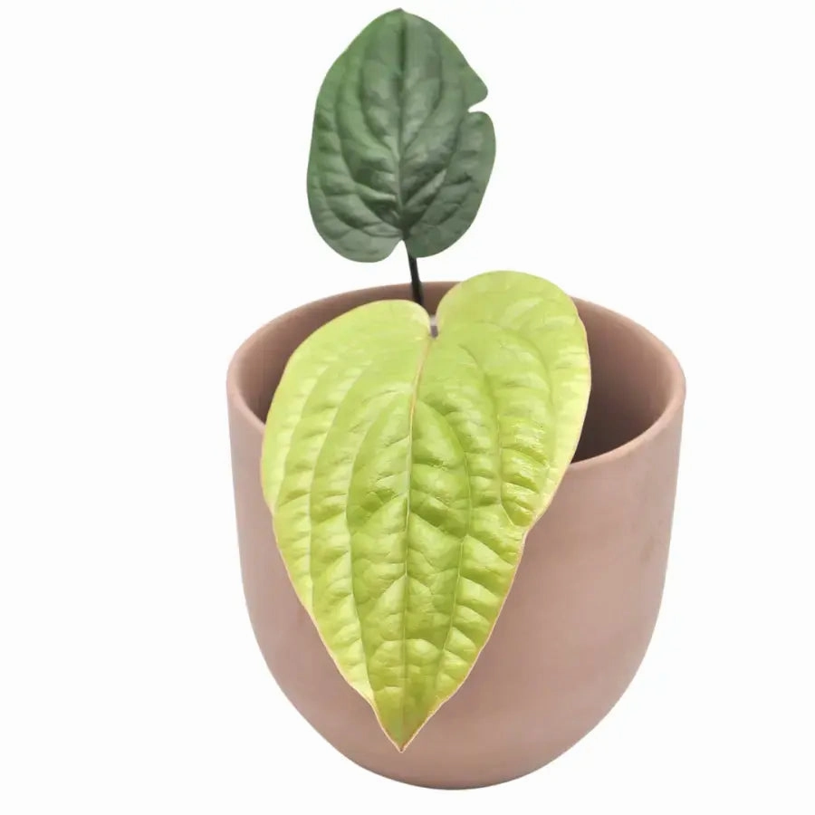 Anthurium radicans large flower pot  