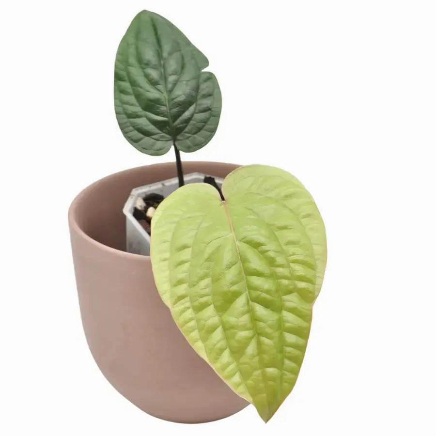 Anthurium radicans