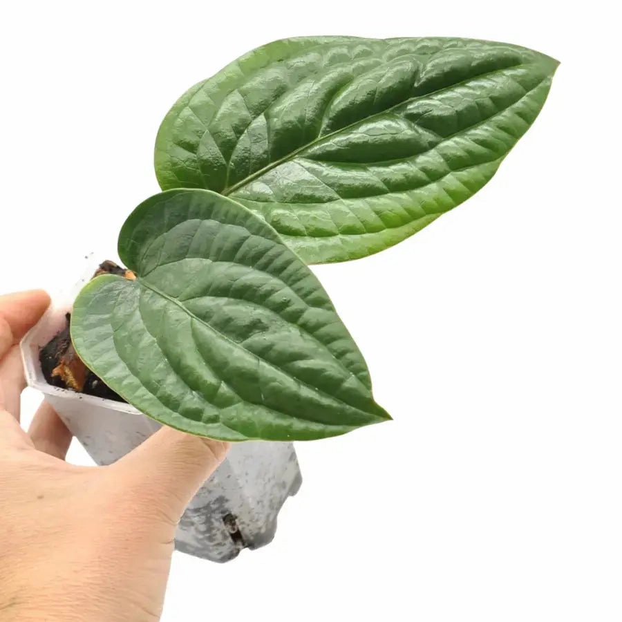 Anthurium radicans